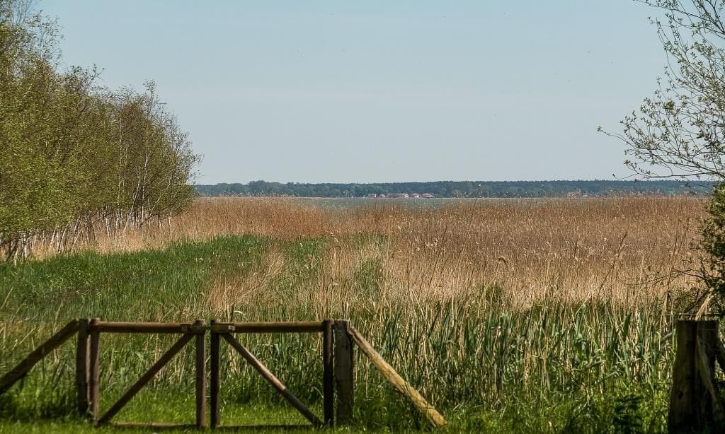 Weitläufiges Feld mit hohem Gras und Bäumen