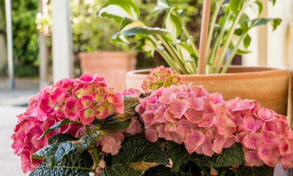 Blumenarrangement mit pinken Hortensien