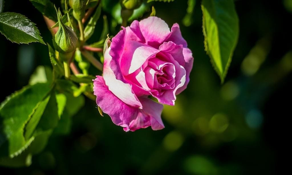Rosa Rose im Grünen