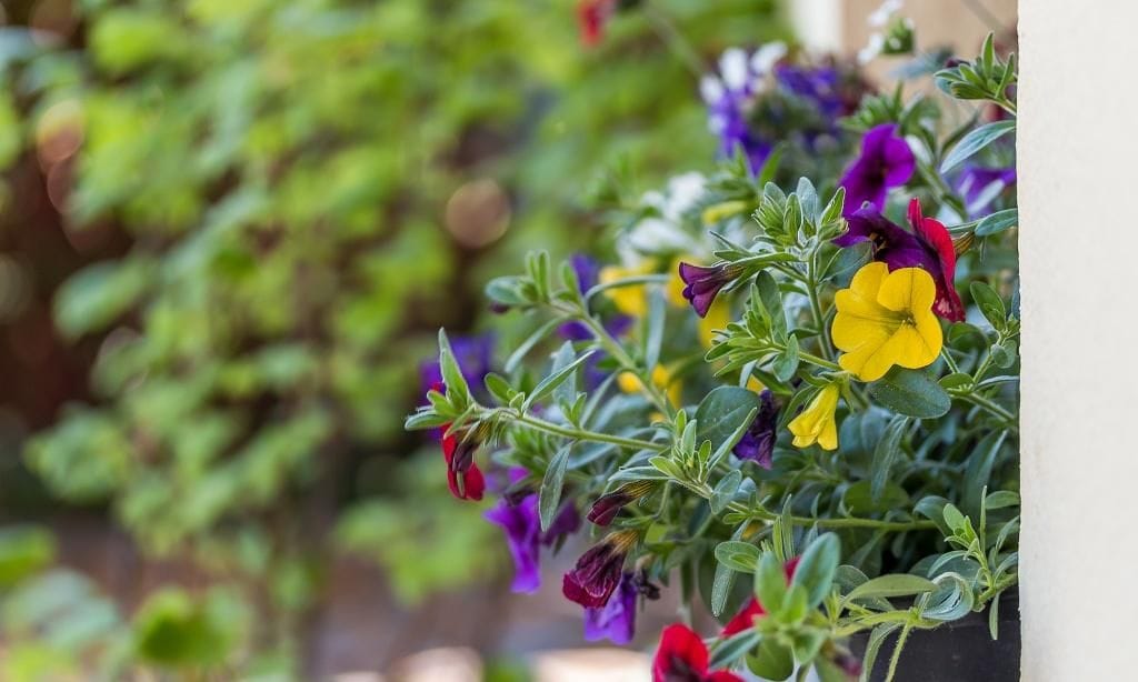 Bunte Blumen im Garten