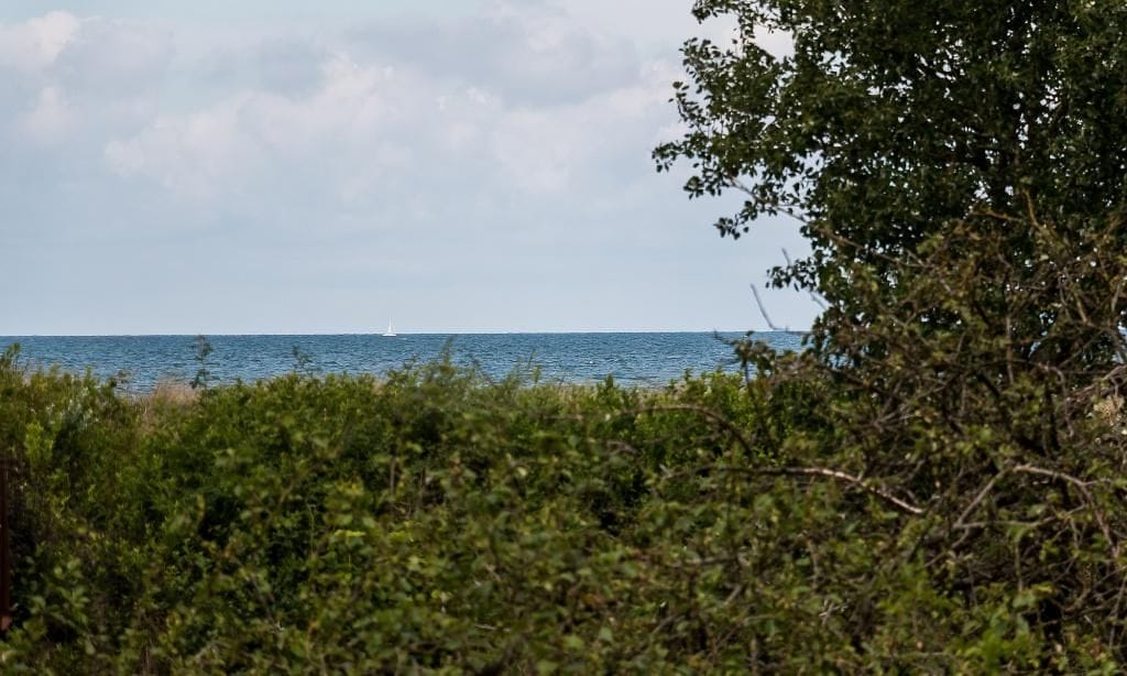 Blick auf das Meer zwischen den Bäumen