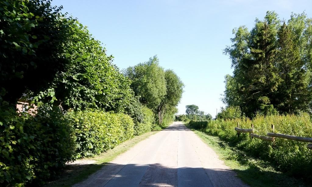Landschaftsstraße umgeben von Bäumen