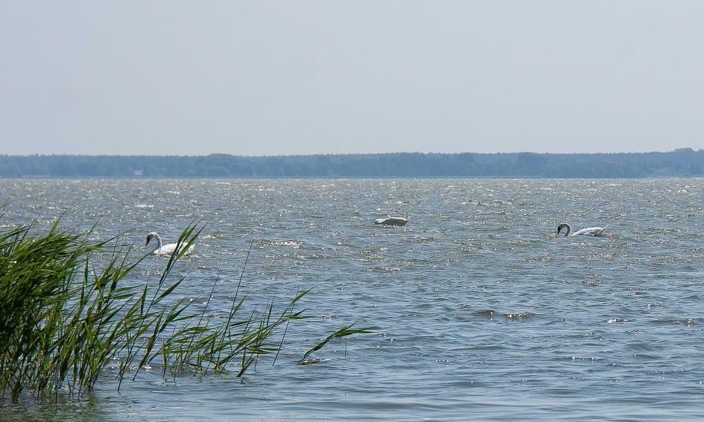 Panoramaansicht eines ruhigen Sees mit Schwänen
