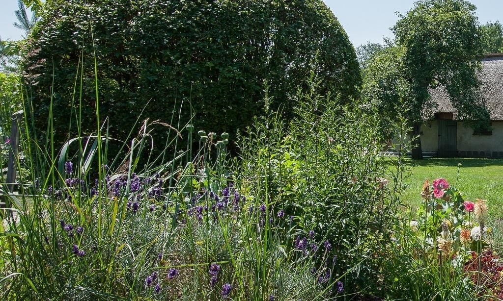 Landschaft mit verschiedenen Pflanzen und Blumen