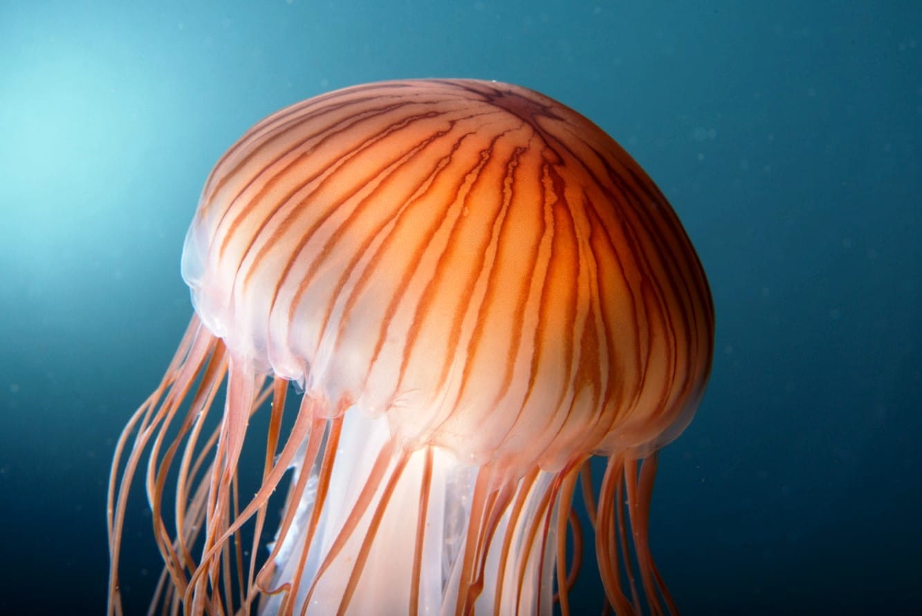 Eine orangefarbene Qualle mit dunklen, radialen Streifen auf dem Schirm. Lange, dünne Tentakel hängen nach unten.