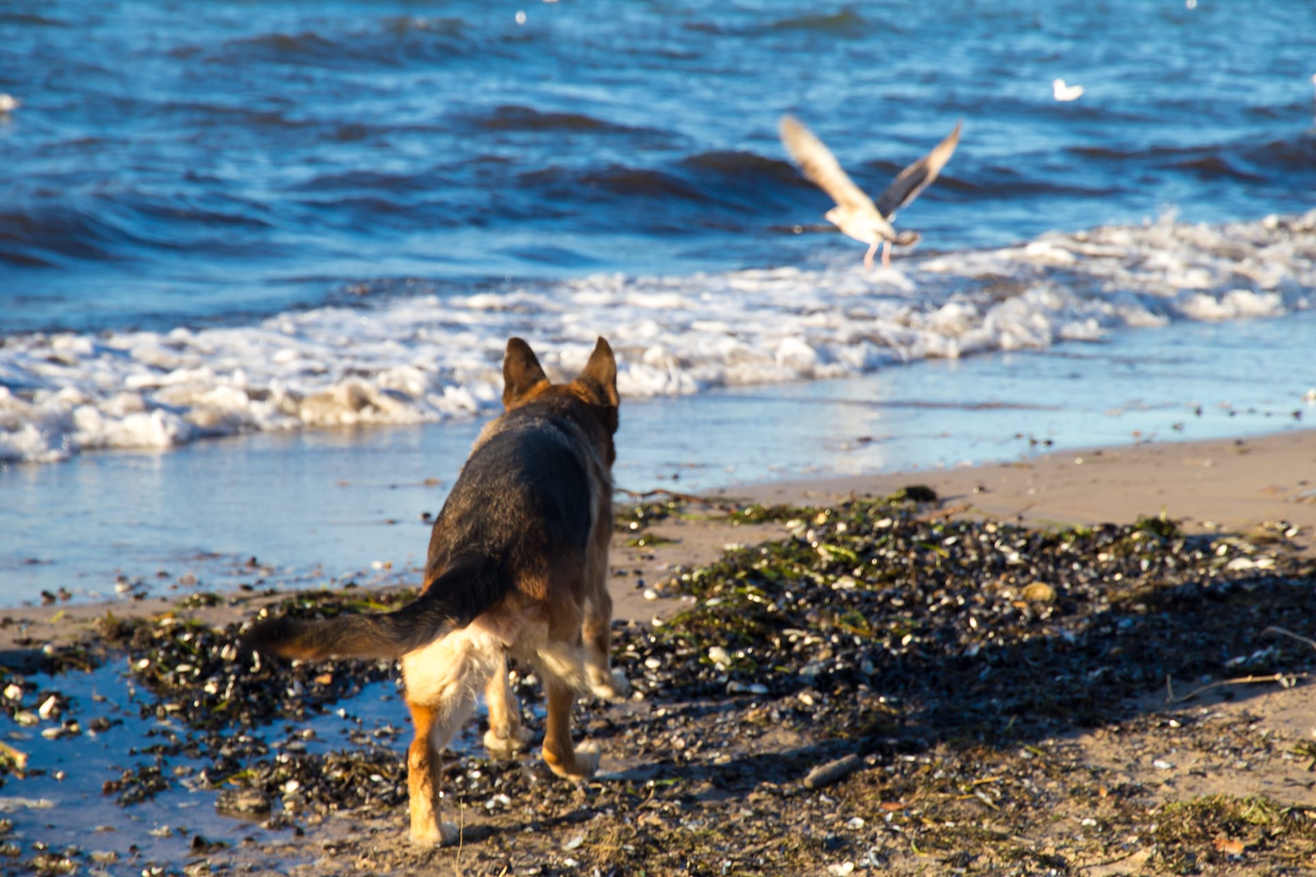 Ein Schäferhund rennt am Strand entlang und beobachtet eine fliegende Möwe über dem Wasser.
