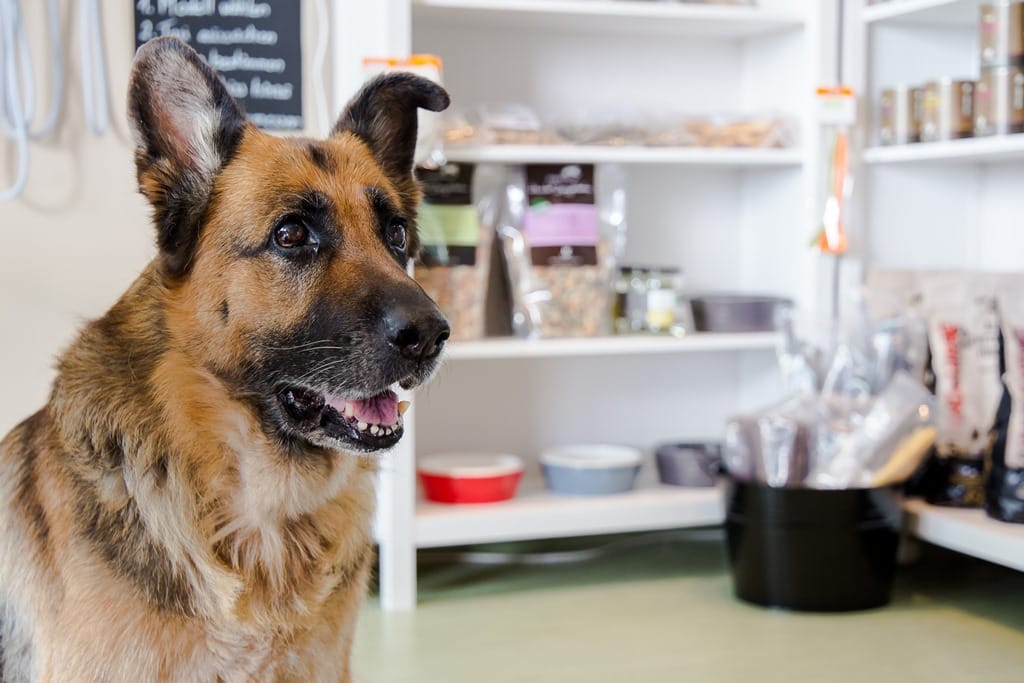 Ein Deutscher Schäferhund sitzt in einem Hundegeschäft vor Futterregalen.