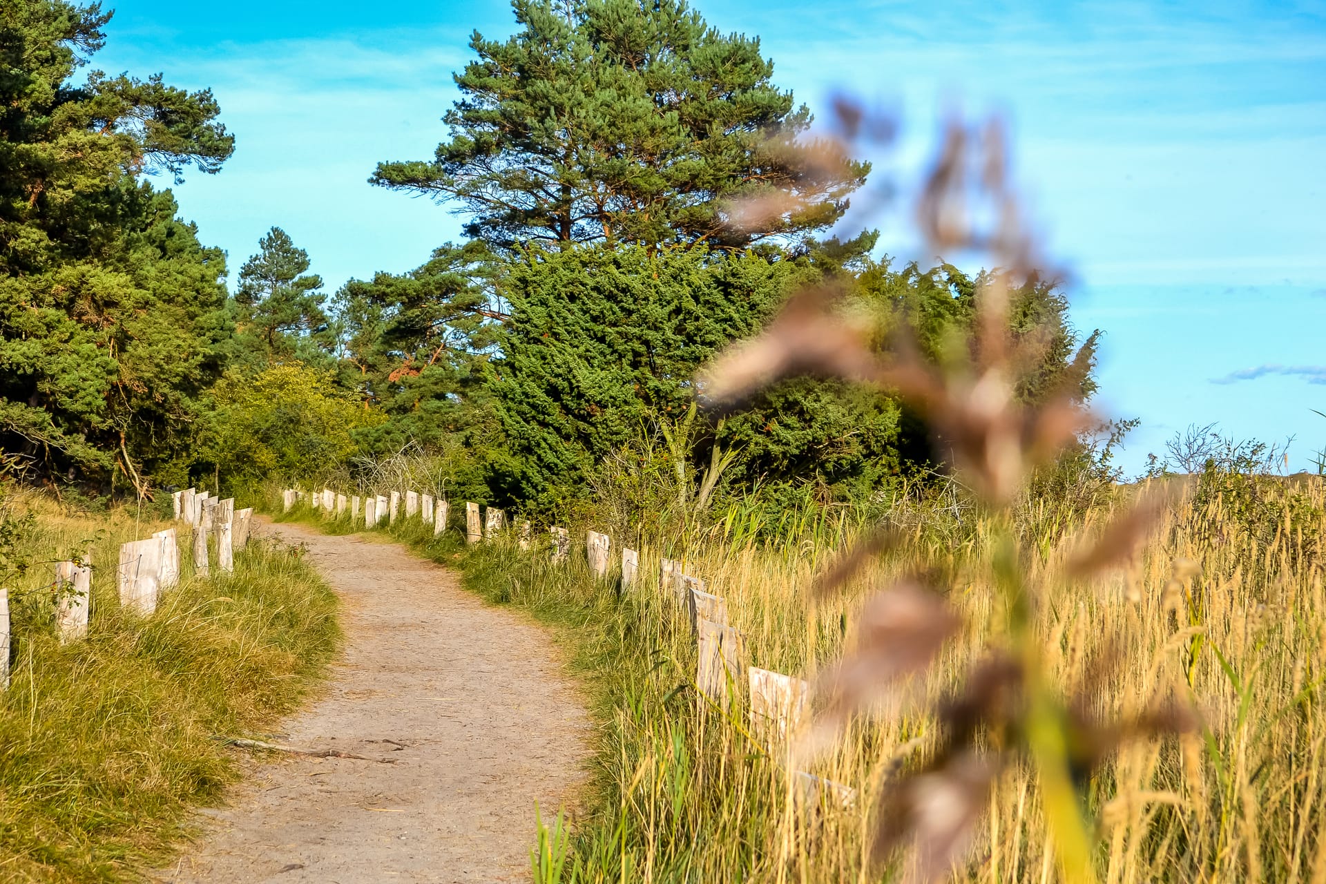 Ein schmaler Sandweg führt durch eine Landschaft mit hohen Gräsern, grünen Bäumen und einem blauen Himmel.