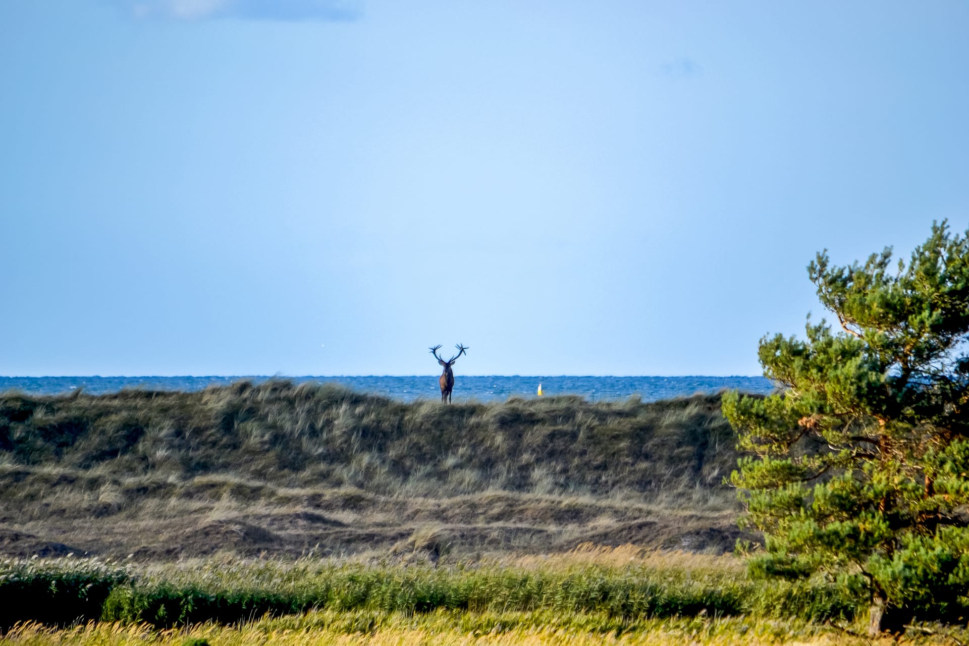 Eine Düne, darauf ist in der Ferne ein Hirsch mit großem Geweih zu sehen, im Hintergrund Wasser.