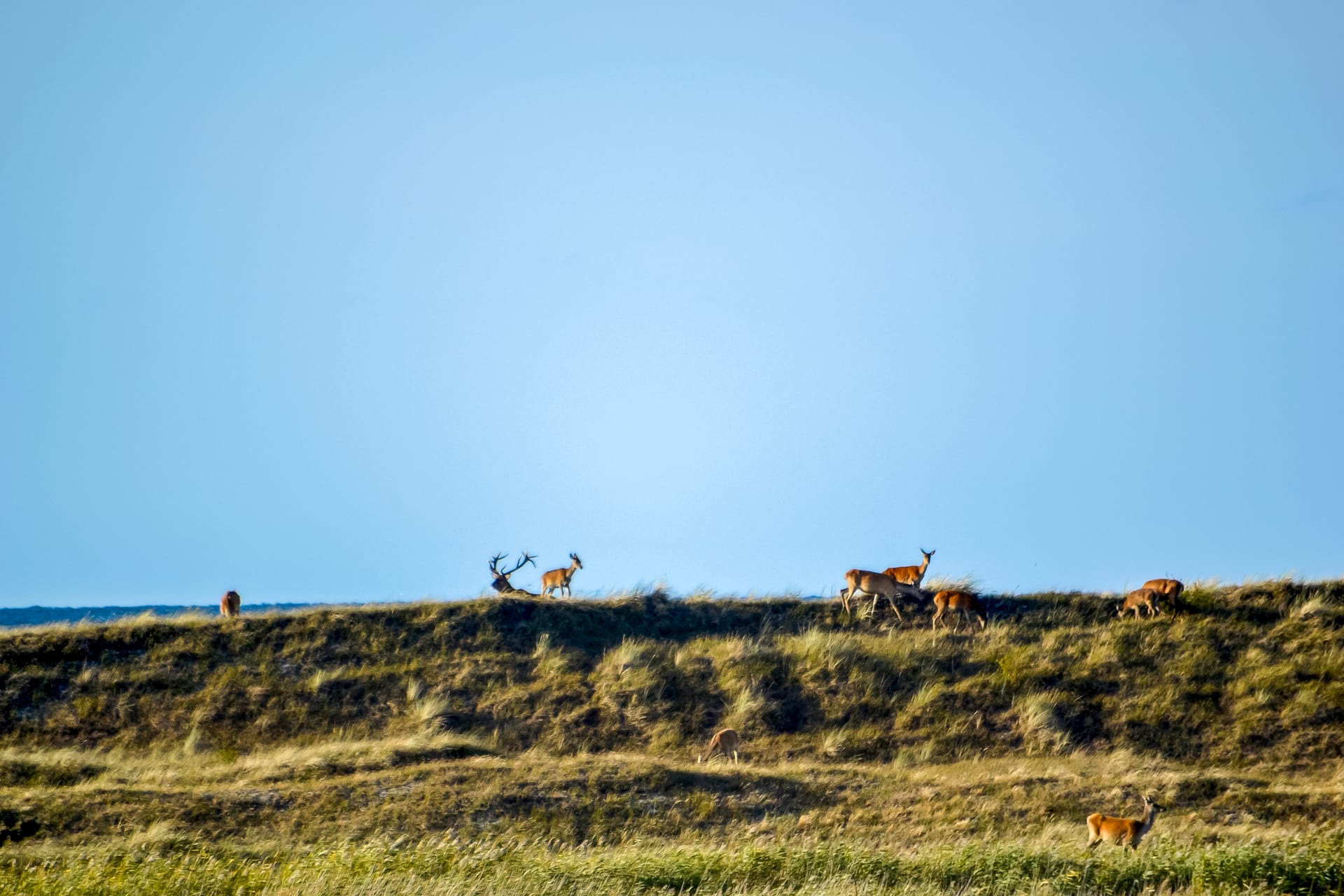 Herde Rothirsche in einer offenen, grasbewachsenen Landschaft.