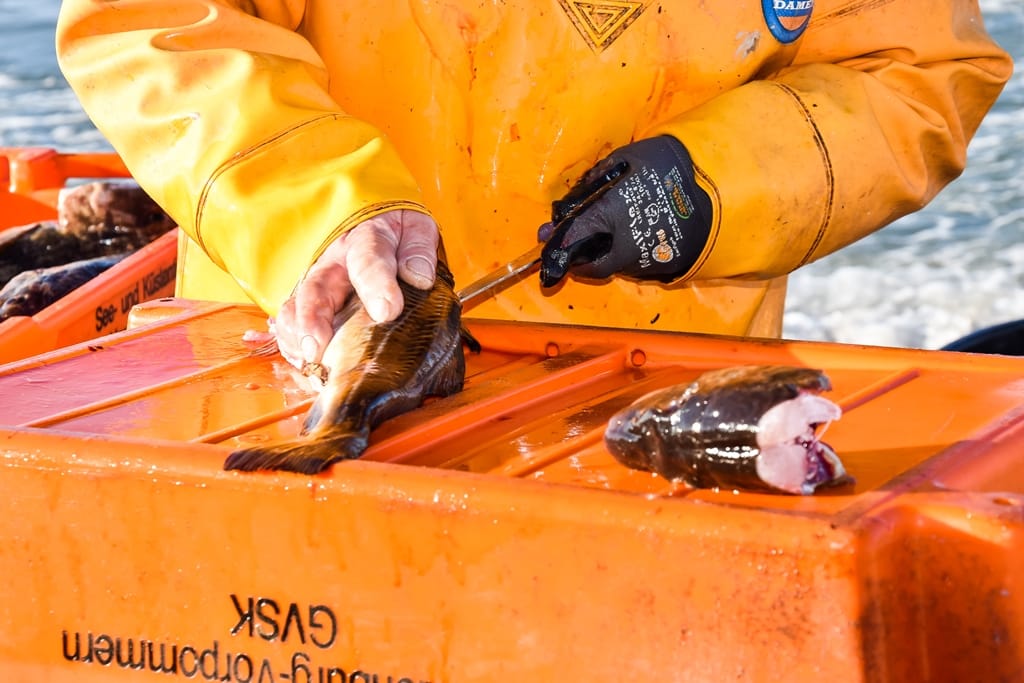 Ein Fischer in gelber Arbeitskleidung beim Fischfiltrieren an einem Stand am Meer.