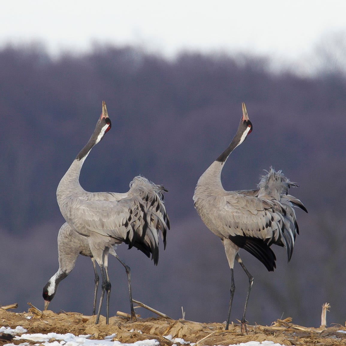 Zwei Kraniche im Vordergrund, einer dahinter. Die beiden vorderen haben die Schnäbel nach oben geneigt. Graues Gefieder.