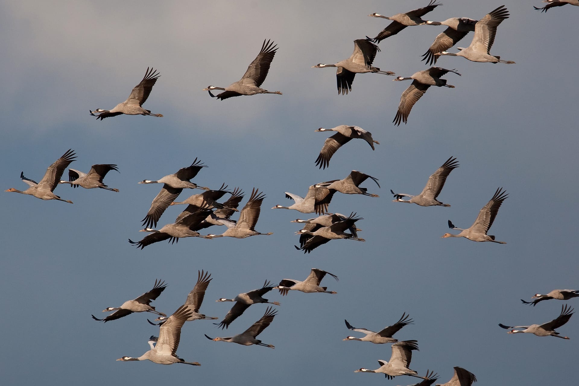 Kraniche fliegen am Himmel.