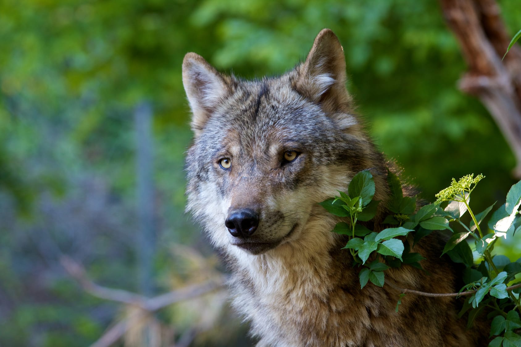 Ein Wolfsgesicht zwischen den Bäumen.