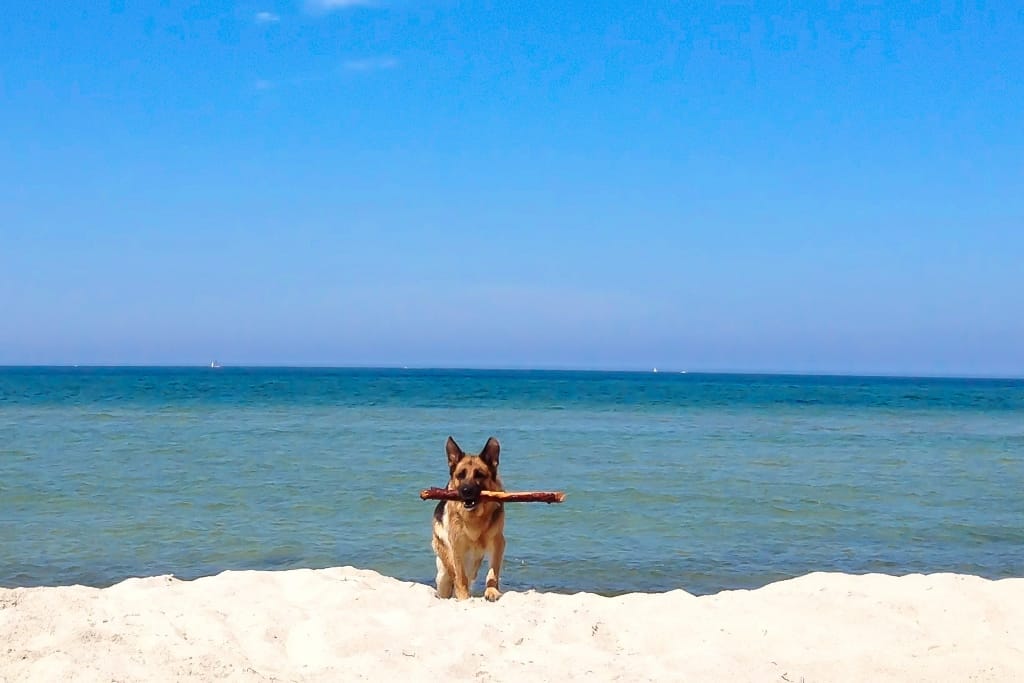 Ein Schäferhund mit einem Stock im Maul an einem sonnigen Sandstrand.
