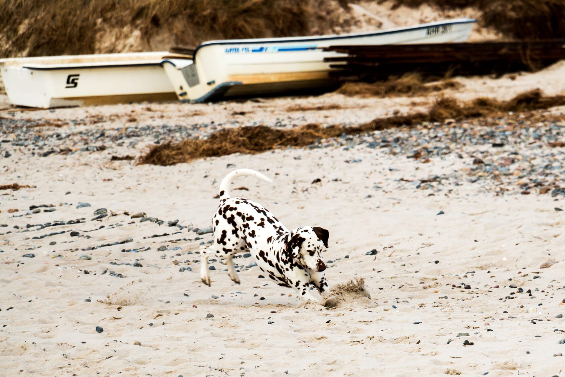 Dalmatiner am Strand.