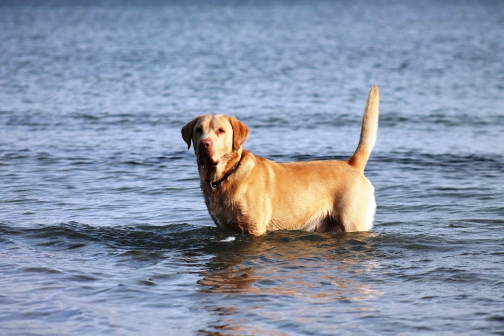 Hund im Wasser.