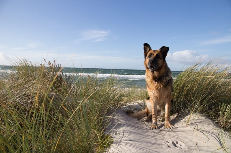Ein sitzender Schäferhund in den Dünen an einem sonnigen Strand.