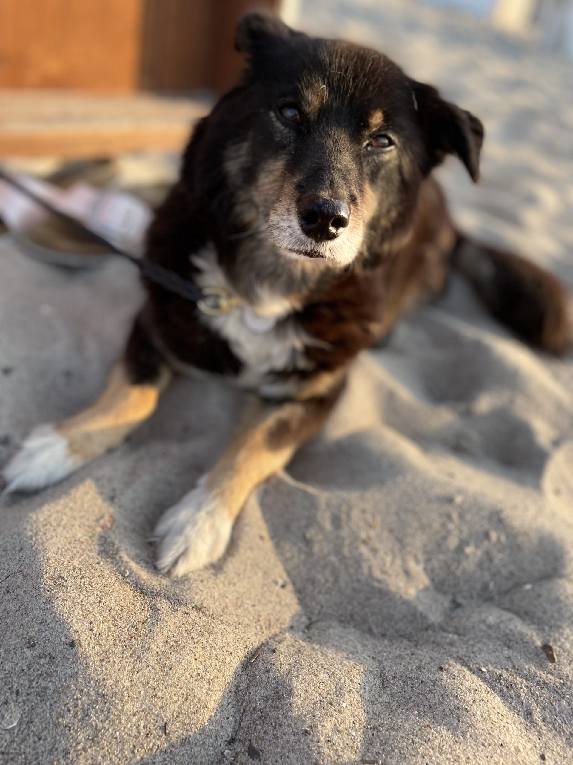 Der Hund liegt am Strand.