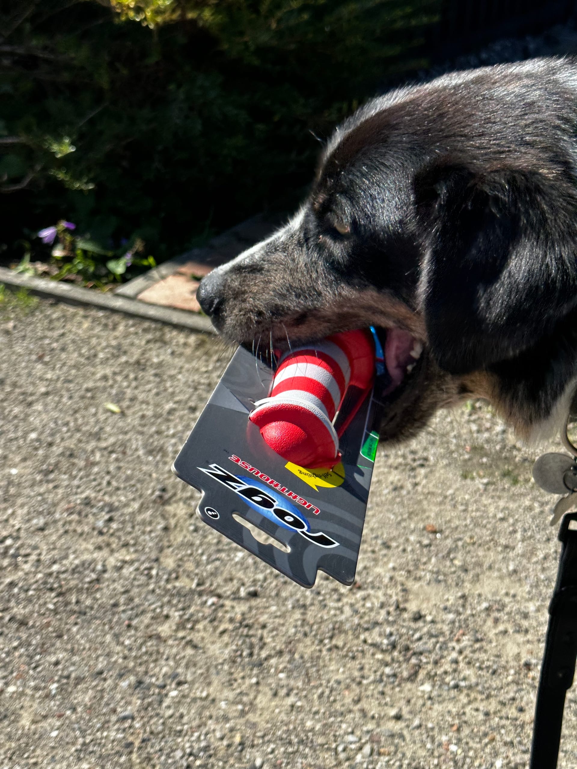 Der Hund hält ein Spielzeug im Mund.
