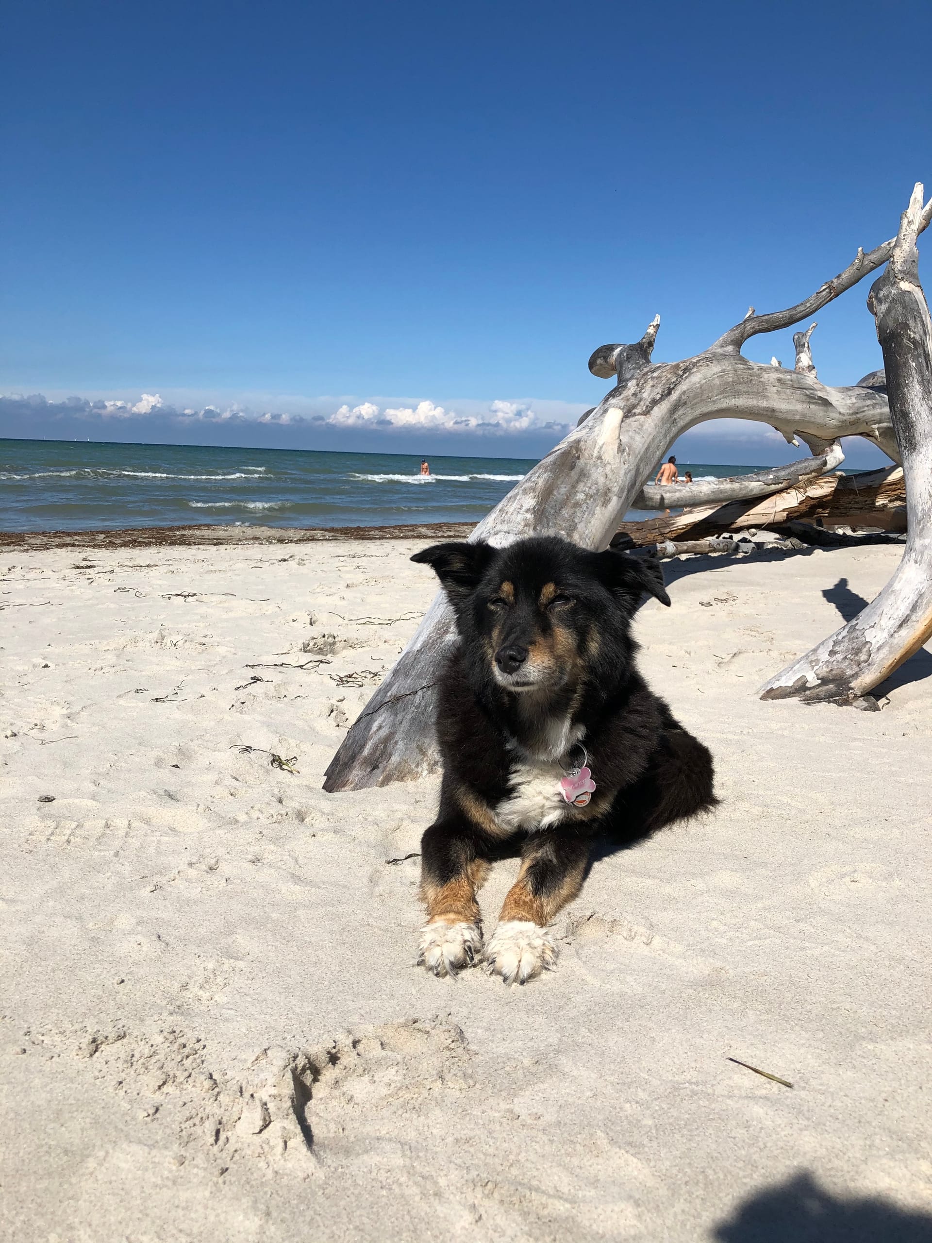 Ein Hund liegt am Strand, im Hintergrund das Meer und der blaue Himmel.