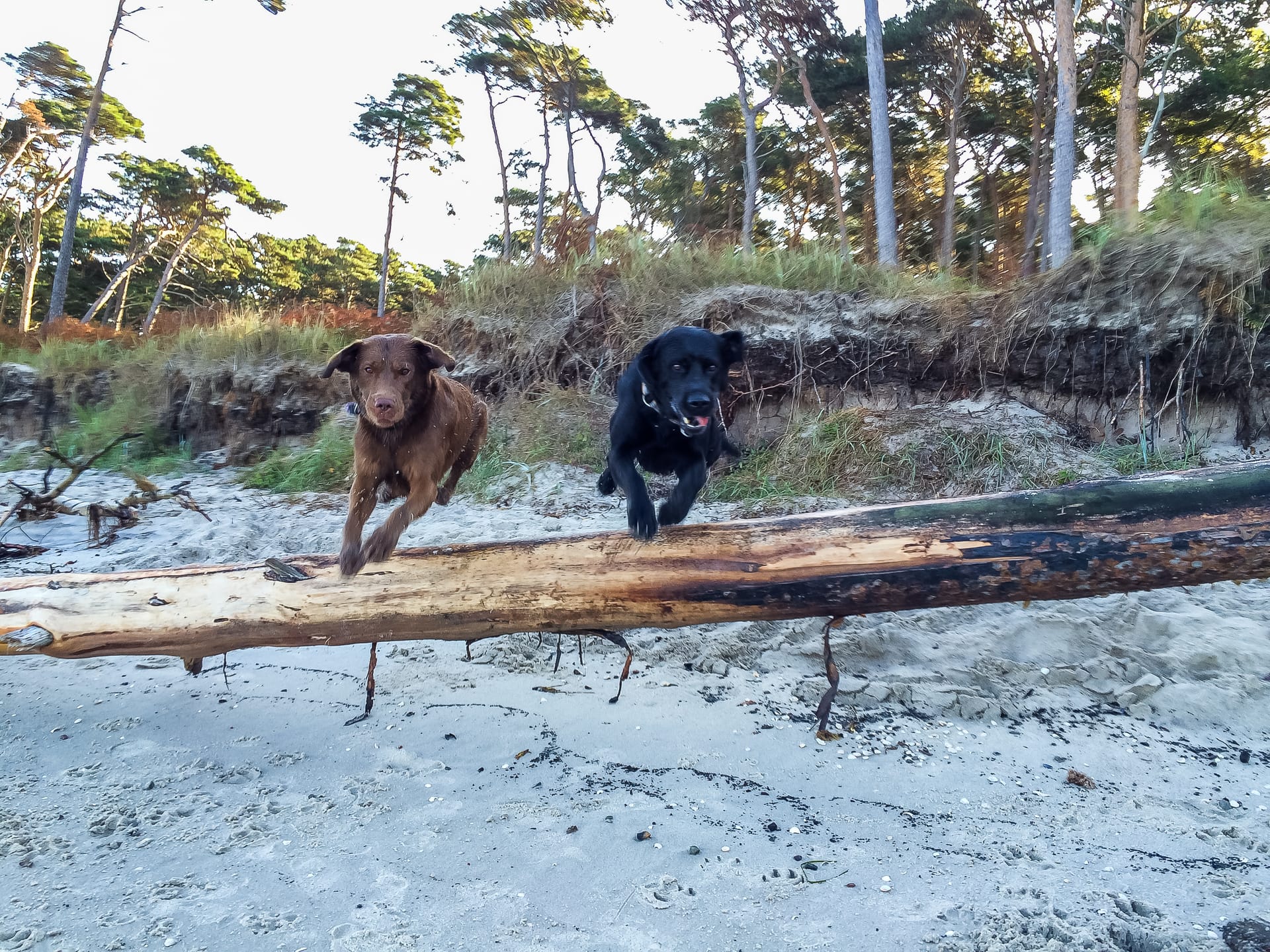 Zwei Labradore springen über einen Baumstamm am Strand.