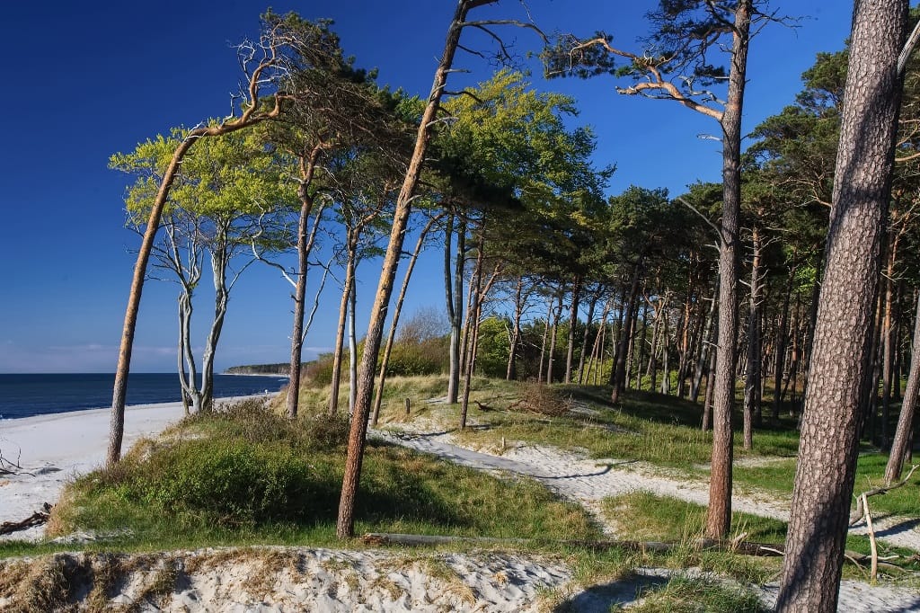 Blick vom Weststrand auf die geneigt stehenden Bäume.