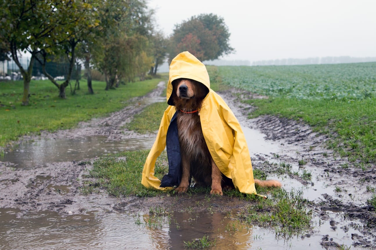 Ein Hund sitzt auf einem matschigen Weg und trägt einen gelben Regenmantel mit Kapuze.