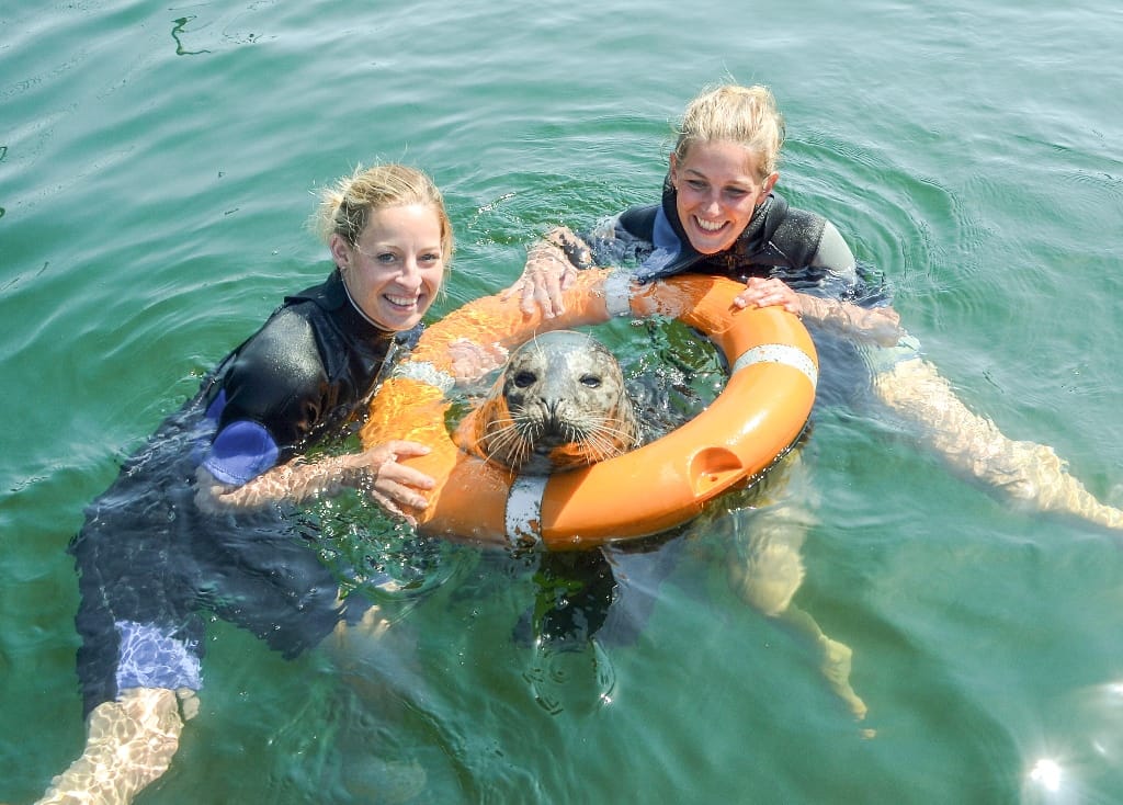 Zwei Frauen im Wasser mit einer Robbe. Die Frauen tragen schwarze Neoprenanzüge und halten einen orangefarbenen Rettungsring, in dem die Robbe schwimmt.