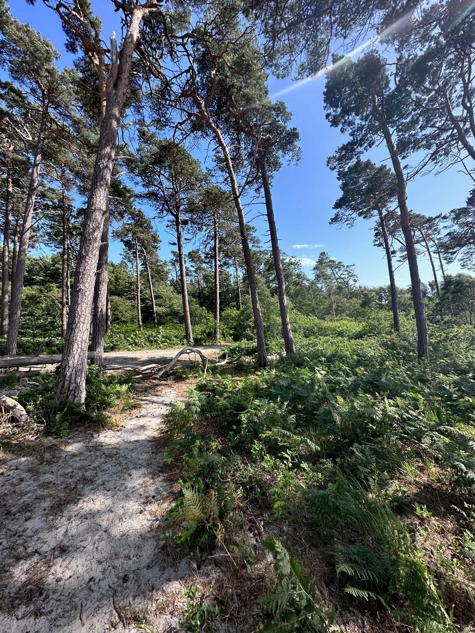 Ein Weg im Wald mit blauem Himmel.”