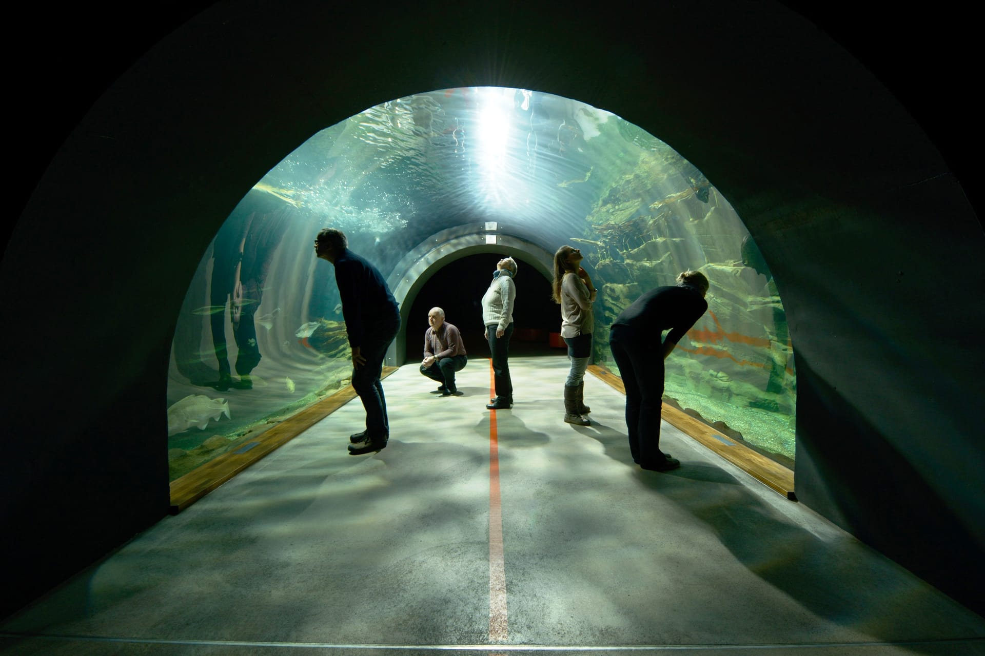 Personen in einem Unterwassertunnel im Ozeaneum. Gewölbte Glaswände geben den Blick auf die Unterwasserwelt frei.