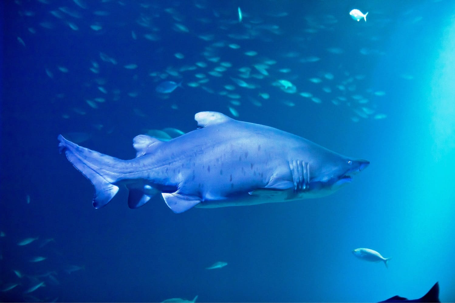 Ein großer Sandtigerhai schwimmt im tiefblauen Wasser eines Aquariums.