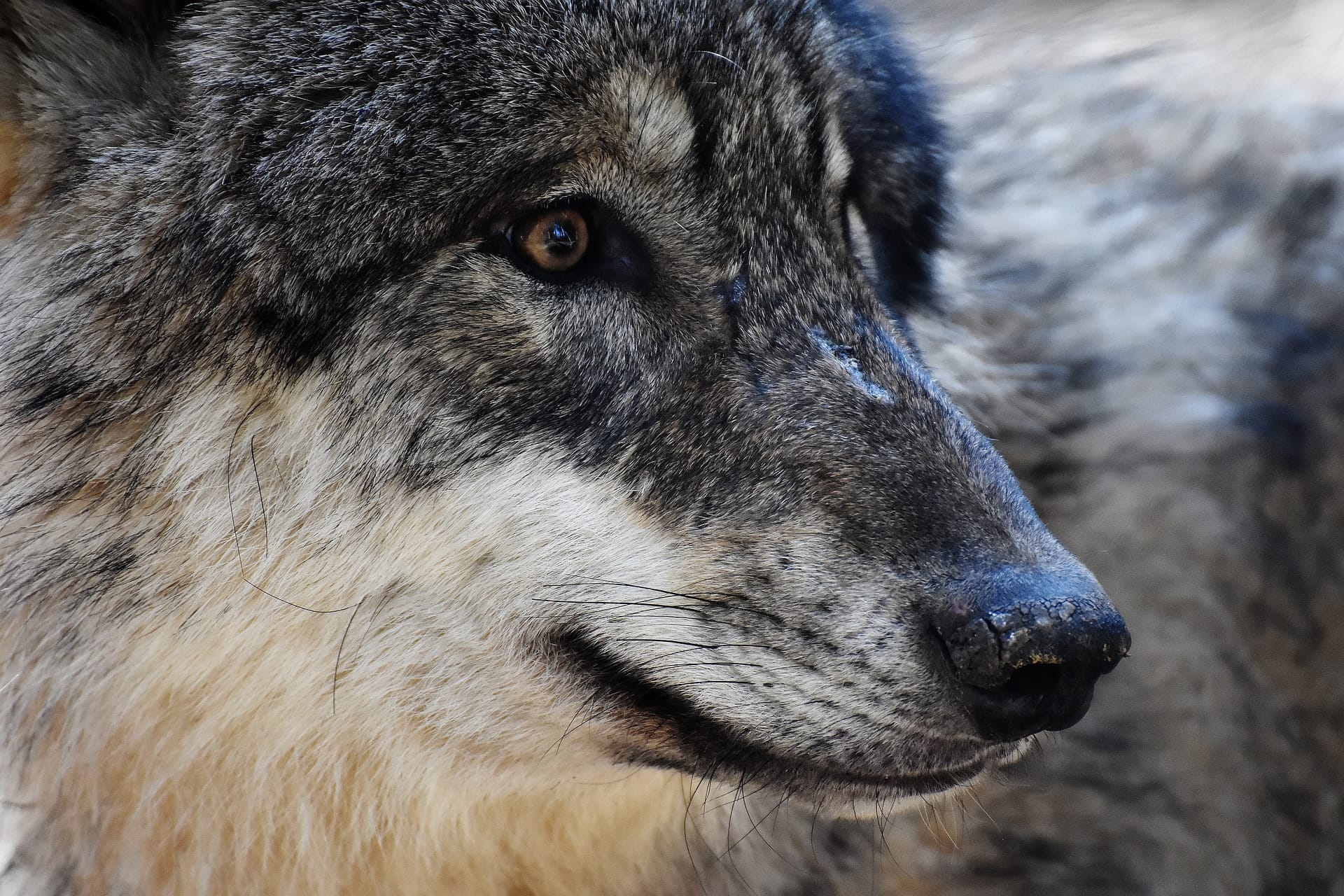 Wolfsgesicht.