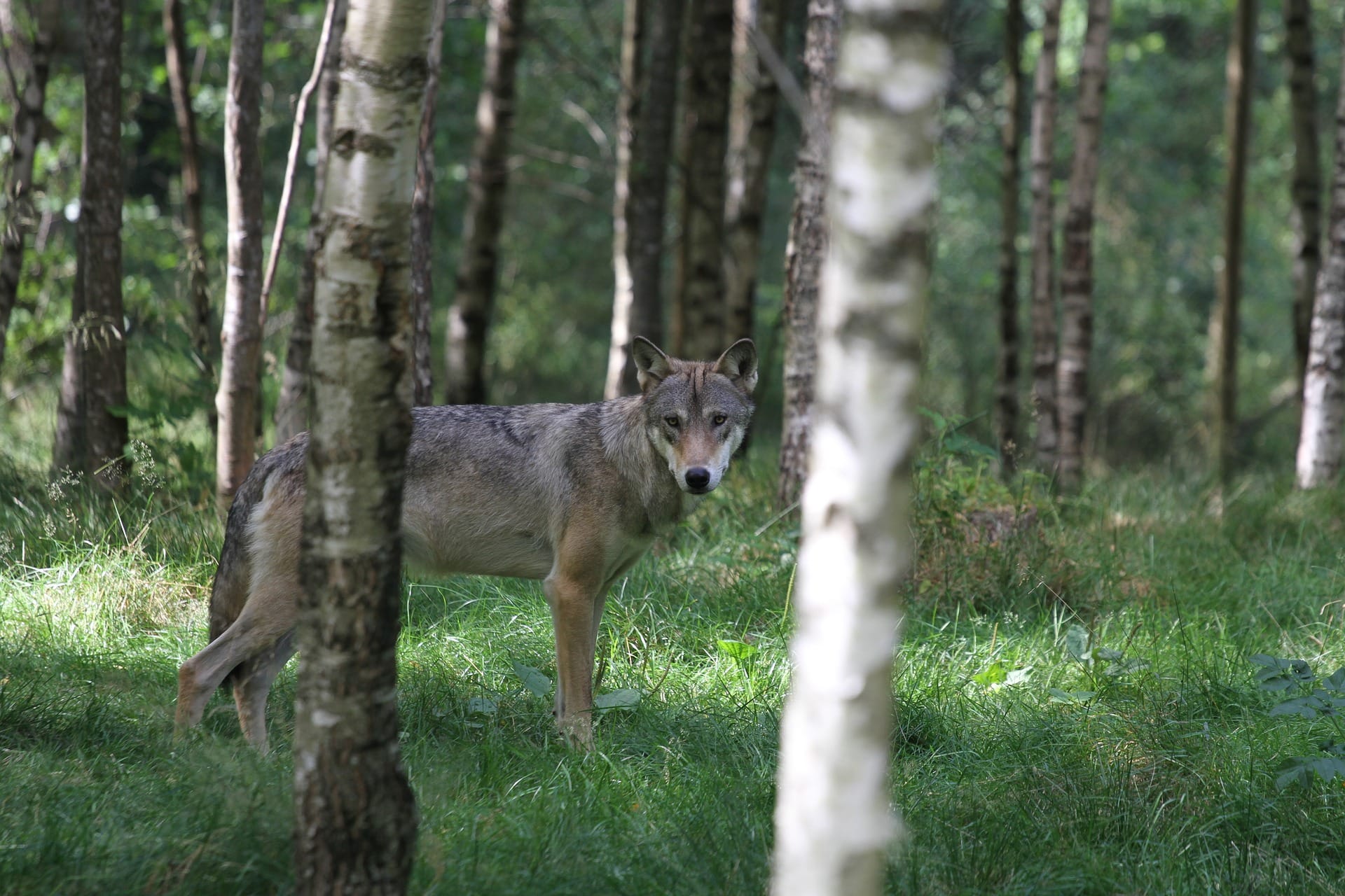 Ein Wolf im Wald.