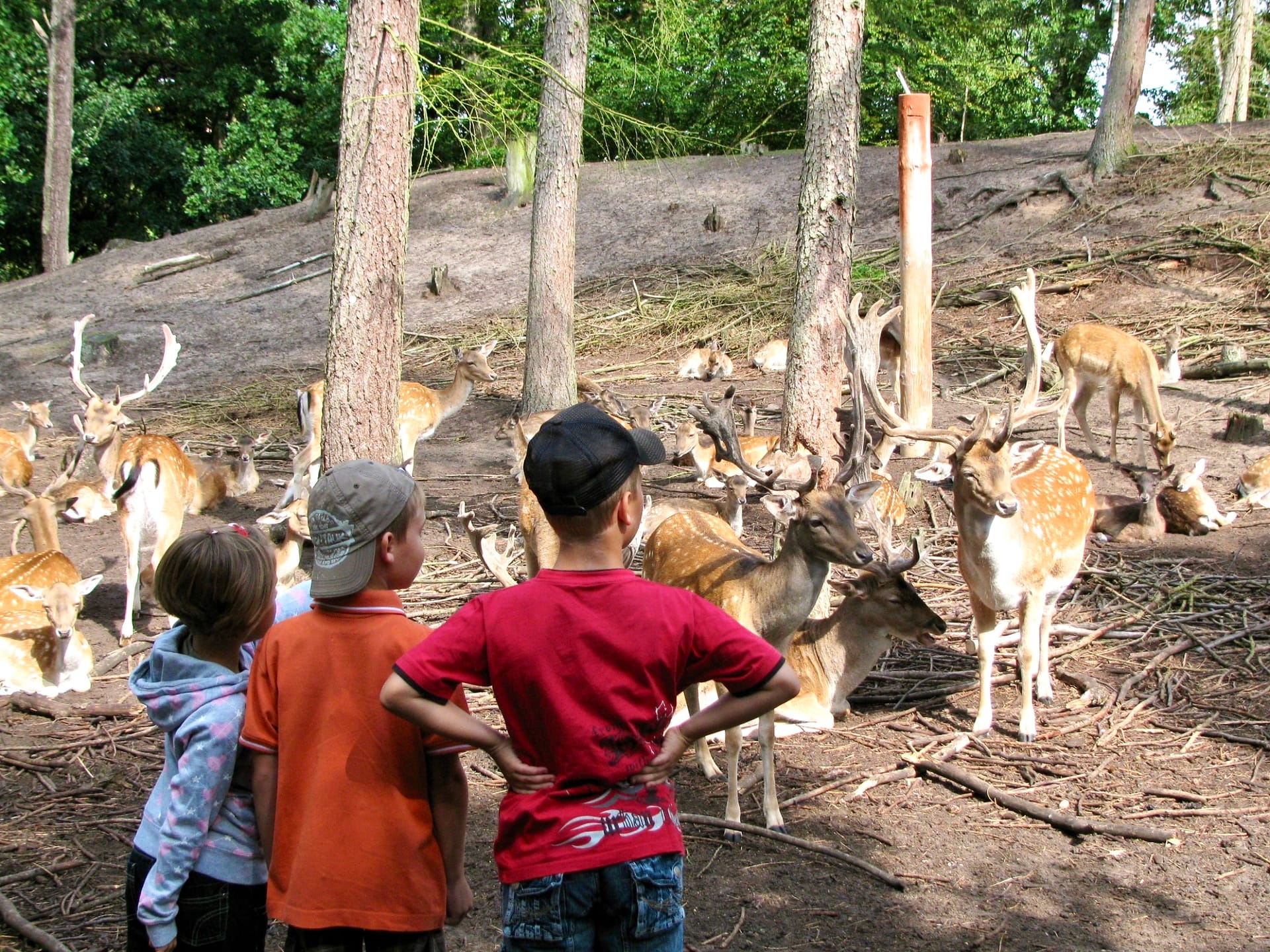Kinder beobachten eine Gruppe Damhirsche im Wildgehege im Wald