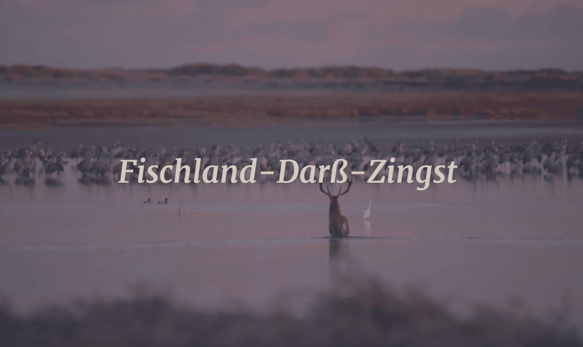 Hirsch steht im flachen Wasser vor Kranichen in der Landschaft von Fischland-Darß-Zingst.