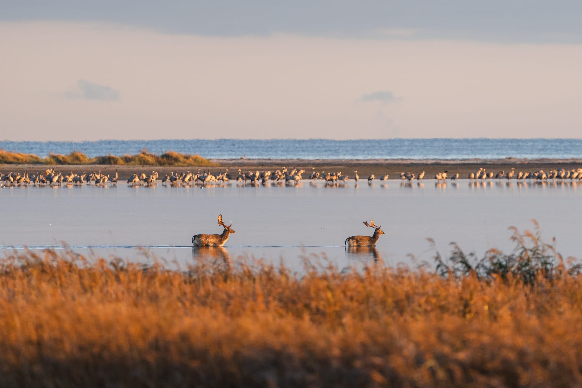 Zwei Hirsche stehen im flachen Wasser einer Lagune, im Hintergrund rasten Vögel im Morgenlicht.
