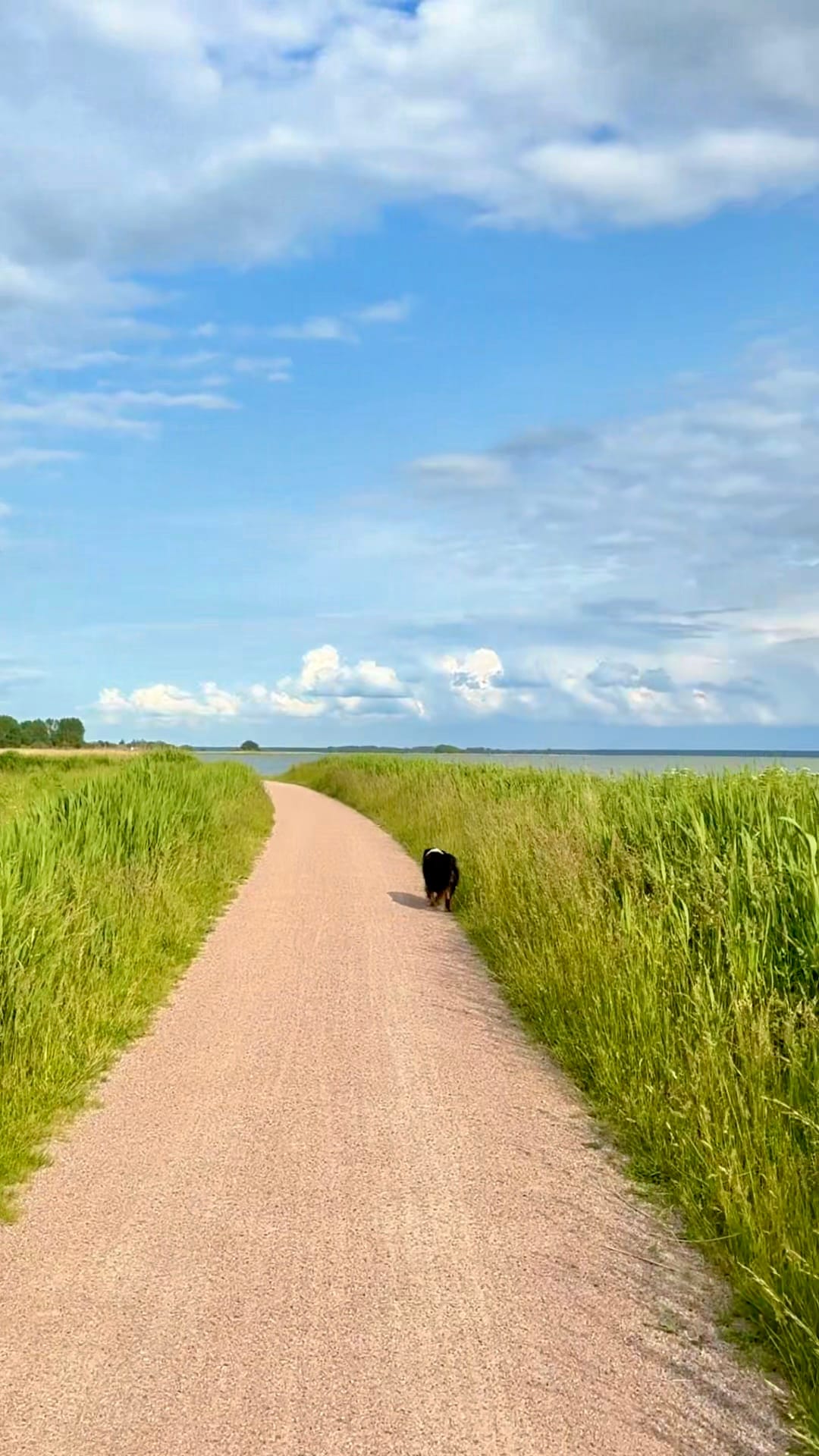 Ostseeradweg zwischen Born und Ahrenshoop am Bodden