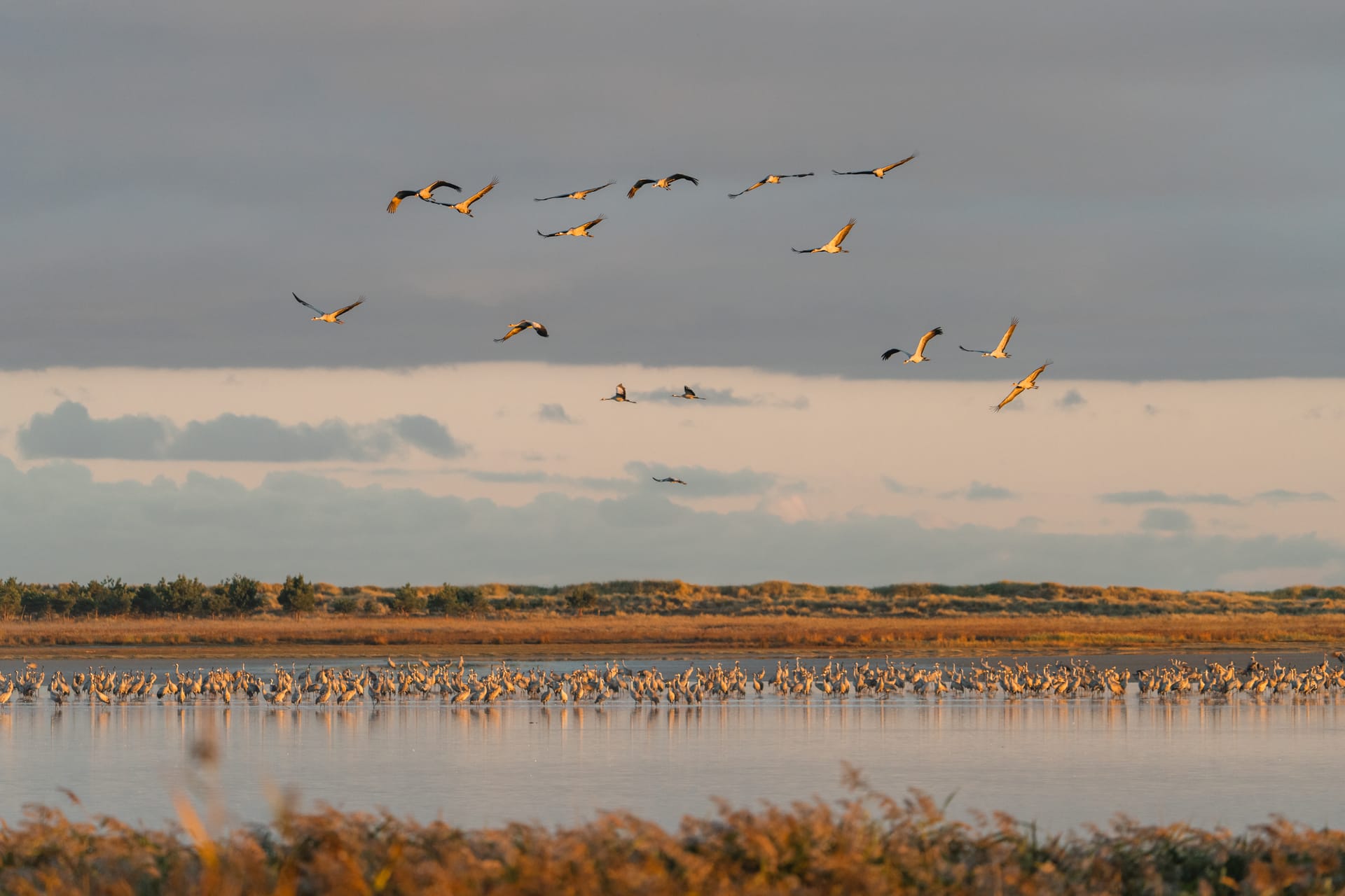 Kraniche im Nationalpark