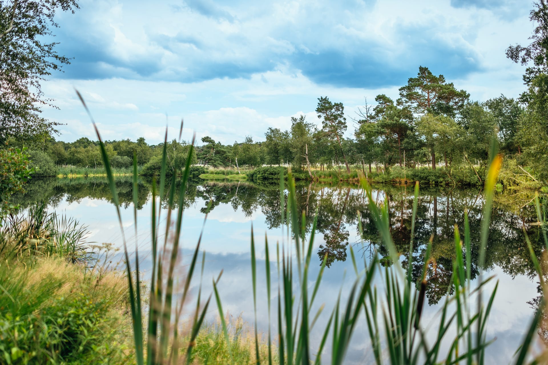 Moorlandschaft bei Neuhaus mit See und Kiefern