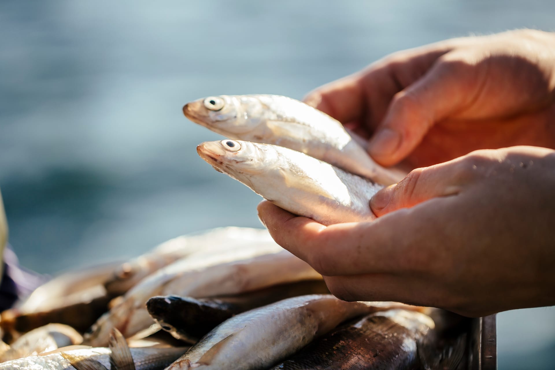 Frischer Ostseefisch in den Händen eines Fischers auf dem Darß