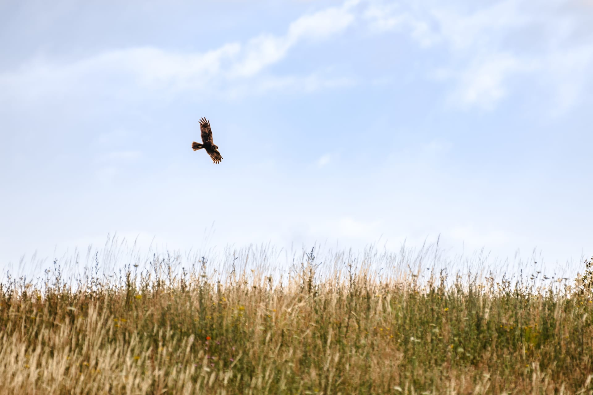 Greifvogel schwebt über Wiesen und Feldern
