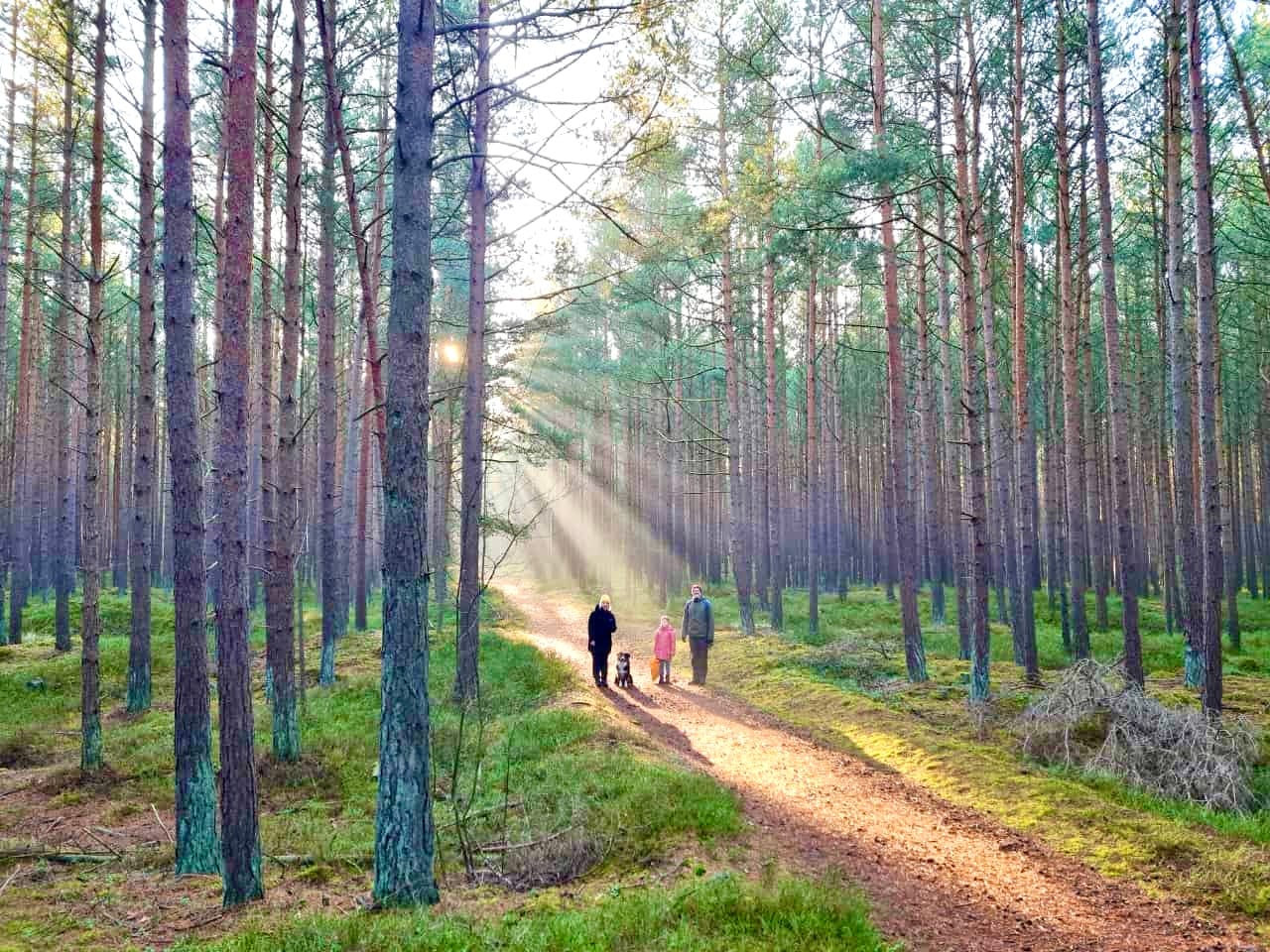 Spaziergang auf Waldweg durch lichten Kiefernwald, Sonnenstrahlen fallen zwischen die Bäume.