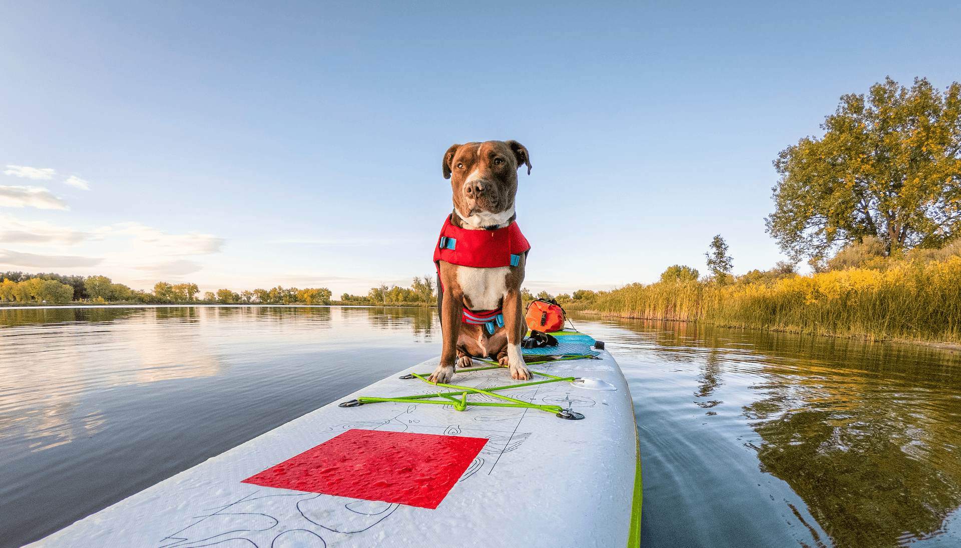 Hund mit Schwimmweste auf SUP-Board am Bodden auf Fischland-Darß-Zingst