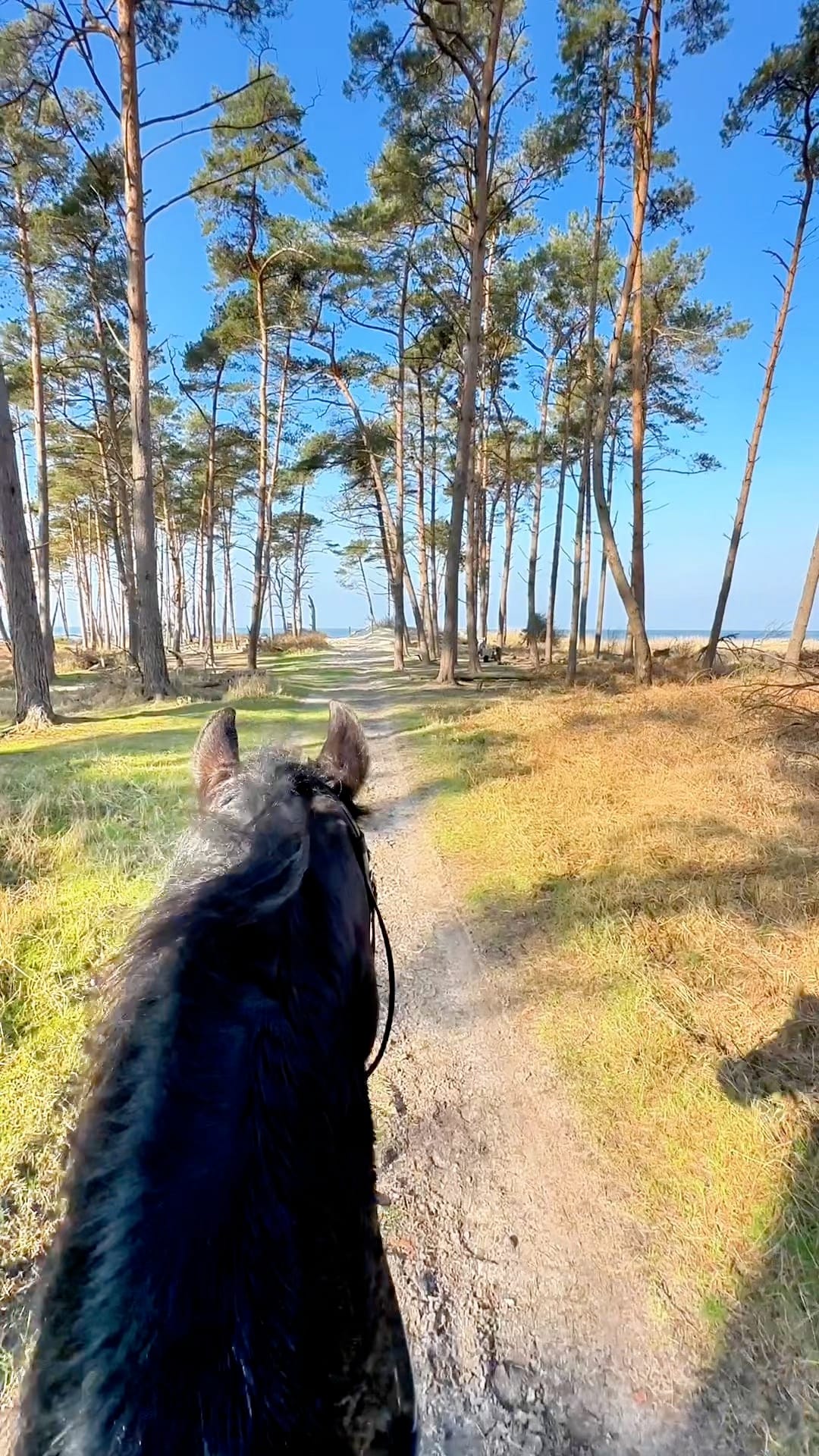 Ausritt durch lichten Kiefernwald Richtung Ostsee an sonnigem Tag